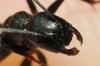Camponotus aethiops