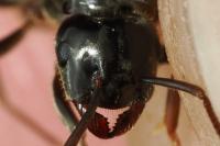 Lasius