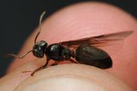 Lasius
