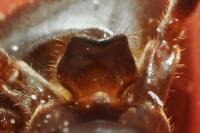 Lasius