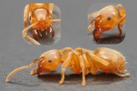 Lasius flavus