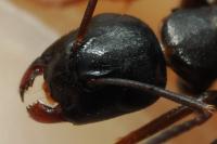 Camponotus fallax
