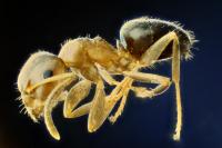 Lasius brunneus