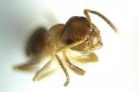 Lasius brunneus