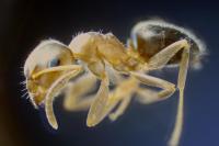 Lasius brunneus