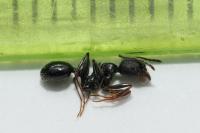 Aphaenogaster gibbosa