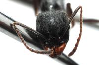 Aphaenogaster gibbosa