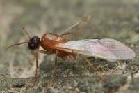 Colobopsis truncata