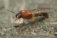 Colobopsis truncata