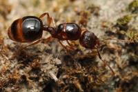 Aphaenogaster subterranea
