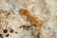 Solenopsis fugax