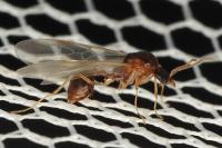 Aphaenogaster subterranea