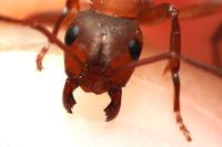 Formica sanguinea