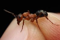 Formica sanguinea