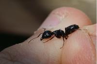 Camponotus fallax