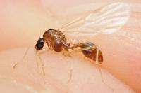 Aphaenogaster subterranea