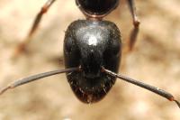 Camponotus aethiops