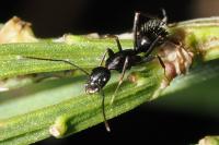Camponotus aethiops