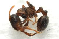 Tetramorium moravicum