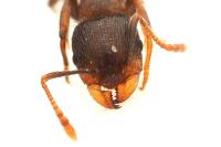 Tetramorium moravicum