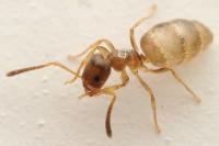 Plagiolepis pygmaea
