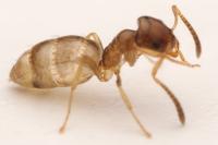 Plagiolepis pygmaea
