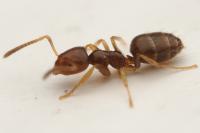 Plagiolepis pygmaea