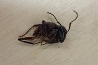 Camponotus ligniperda