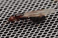 Crematogaster scutellaris