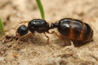 Solenopsis fugax