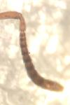 Plagiolepis pygmaea