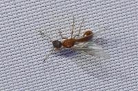 Myrmica