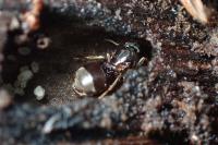Lasius