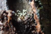 Lasius