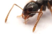 Plagiolepis pyrenaica