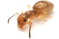 Plagiolepis pyrenaica
