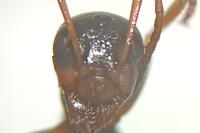 Formica