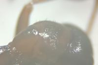 Formica