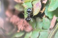 Lasius fuliginosus