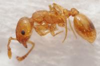Temnothorax parvulus