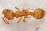 Temnothorax parvulus