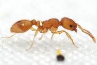 Temnothorax parvulus