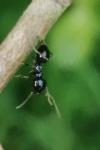 Lasius fuliginosus