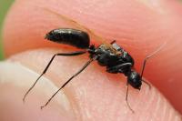 Camponotus fallax