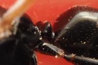 Camponotus fallax