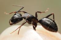 Camponotus aethiops