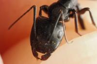 Camponotus aethiops