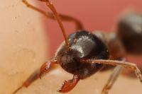 Lasius niger