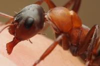 Formica rufibarbis