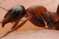 Formica rufibarbis